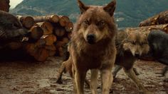 three wolfs are standing in front of logs with mountains in the backgroud