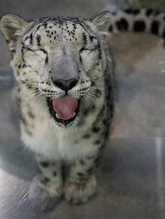 a close up of a snow leopard with its mouth open and it's tongue out