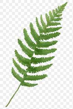 a green fern leaf on a white background png - plant leaves transparent background png