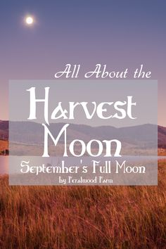 What is the Harvest Moon? - All About September's Full Moon - Feralwood Farm What Is A Harvest Moon, Full Harvest Moon October, Harvest Moon Week, September Harvest Moon, February Harvest Moon Guide, Harvest Moon Symbolism, September Harvest Moon Guide, September 23 Harvest Moon, Harvest Moon Closest To Fall