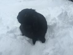 a black cat standing in the snow looking for something to do with it's head