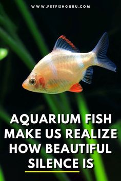 Aquarium fish quotes, aquarium fish saying