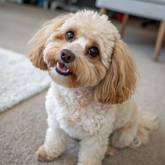 a small white dog sitting on top of a carpet