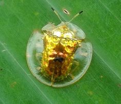 a bug sitting on top of a glass plate