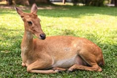 a small deer laying on top of a lush green field