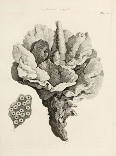 this is an image of a drawing of corals and other marine life in black and white