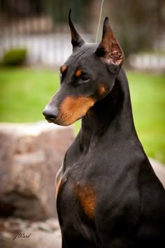 a black and brown dog sitting on top of a rock