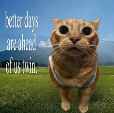 an orange cat standing on top of a lush green field next to a quote that says, better days are ahead of us twin