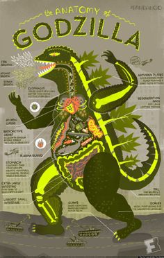 the anatomy of an alligator in green and yellow on a gray background with information about its body
