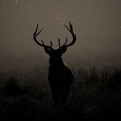 a black and white photo of a deer with antlers in the grass at night
