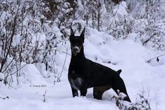 a black dog standing in the snow near some bushes and trees with no leaves on it
