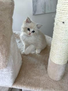 a small white kitten sitting on top of a cat tree next to a scratching post