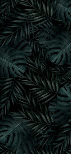 dark green leaves are arranged on a black background for wallpaper or backdrops in the style of palm trees