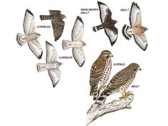 several different kinds of birds sitting on top of a tree branch with names below them