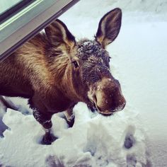 a brown cow standing next to a window in the snow covered ground with it's nose sticking out