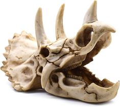 an animal's skull is shown against a white background