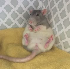 a rat sitting on top of a yellow towel next to a wall with white and gray patterns