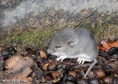 a mouse sitting on the ground next to some rocks