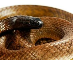 a brown snake is curled up and ready to eat