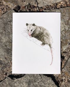 a drawing of a rat on some rocks