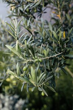 an olive tree with lots of green leaves