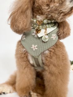a brown dog wearing a green sweater with flowers on it's chest and collar