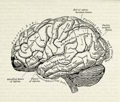 an old diagram of the human brain with labels labeled in english and french on it