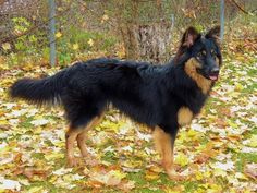 a black and brown dog standing on top of leaves