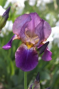 a purple flower is blooming in the garden