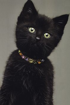 a black cat with green eyes and a gold chain around it's neck looking at the camera