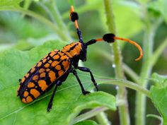 an orange and black bug sitting on top of a green leaf