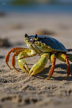 a blue crab on the beach with its head turned to the side and legs extended