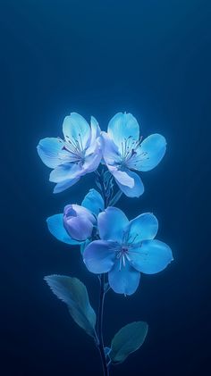 three blue flowers with green leaves on a dark background