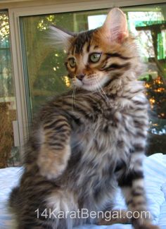 a cat sitting on top of a bed next to a window