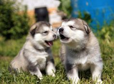 two husky puppies are playing in the grass and one has its mouth open while the other is yawning