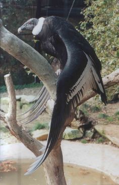 a large bird perched on top of a tree branch next to a body of water