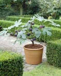 a potted plant with fruit on it in the middle of a garden filled with hedges