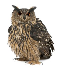 an owl sitting on the ground with its eyes wide open