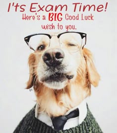 a dog wearing glasses and a sweater with the words it's exam time here's a big good luck wish to you