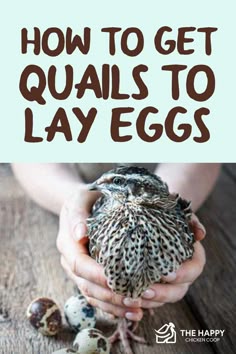 hands holding quails with text overlay how to get quails to lay eggs