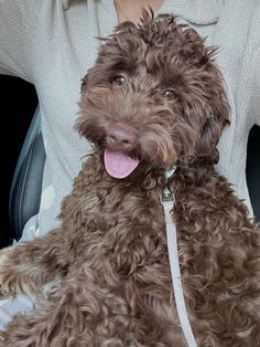 a brown dog sitting on top of a person's lap with its tongue hanging out