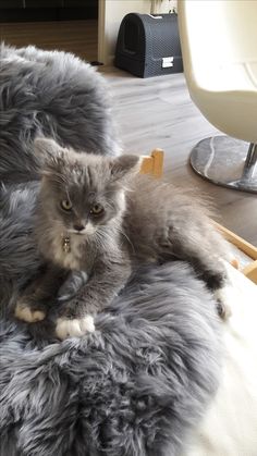 a grey cat sitting on top of a fluffy gray chair