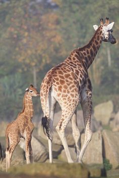 two adult giraffes and one baby giraffe standing in front of rocks