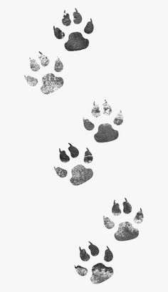 a black and white photo of an animal's footprints in the sky with rocks