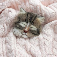 a small kitten sleeping on top of a pink blanket with its eyes closed and it's head resting on the pillow