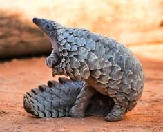 an armadile sitting on the ground with it's front legs spread out