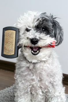 a small dog with its mouth open holding a hair brush in it's mouth