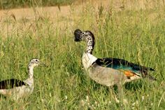 two birds are walking through the tall grass