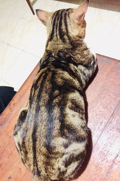 a cat sitting on top of a wooden table