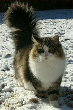 a cat is walking in the snow with it's tail sticking out and eyes wide open